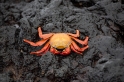 018 Sally lightfoot crab 03